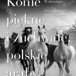 Konie piękne i zuchwałe, polskie araby / Polish Arabian Horses, Beautiful and Bold Mariusz Wideryński